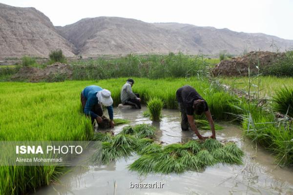 2 و نیم میلیون تن برنج امسال تولید می شود