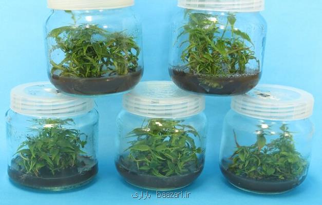 پروتكل ریزازدیادی گیاه زغال اخته تدوین شد