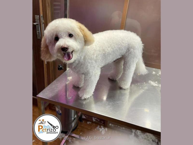 گربه پرشین كلاسیك