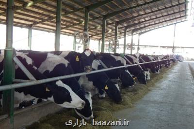 رشد 20 درصدی قیمت تولید کننده بخش گاوداری ­های صنعتی