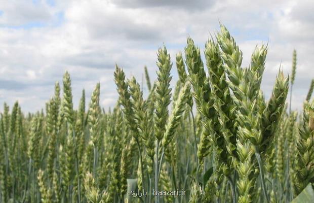 افزایش ۹۲ درصدی واردات گندم