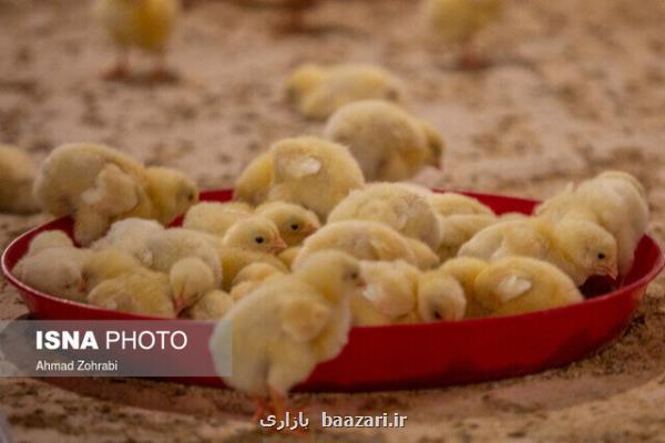 برای جلوگیری از کاهش جوجه ریزی راه حل ارائه شود