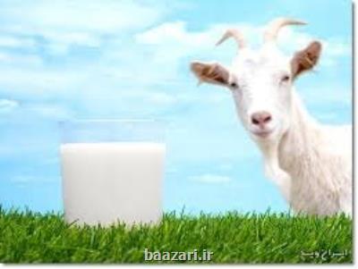 تدوین استاندارد شیر خام بز به خوزستان واگذار شد