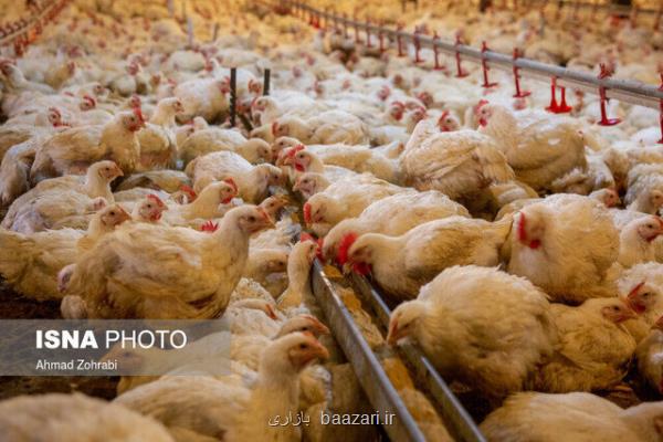 20 میلیون قطعه به ظرفیت مرغداری های خوزستان افزوده می شود