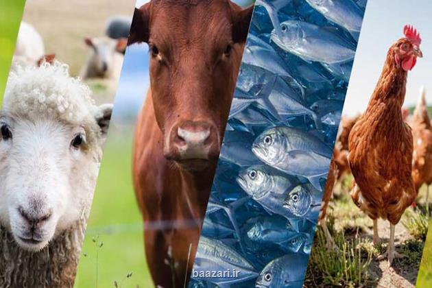 عمده مشکل تولید دام و طیور در استان مرکزی، قیمت تمام شده بالاست