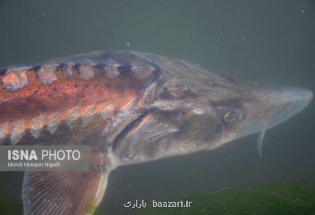 تمدید ممنوعیت صید تجاری ماهیان خاویاری خزر