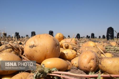 مجوز صادرات 20 هزار تن سیب زمینی تا پایان اردیبهشت ماه صادر شد