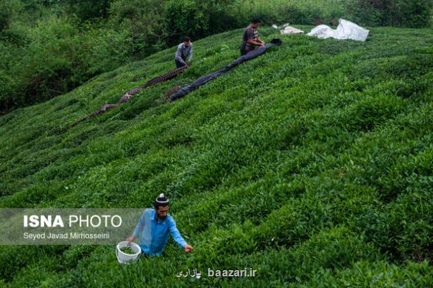 انبارهای چای سنواتی بازگشایی نمی شوند