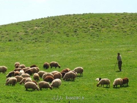 سرگردانی عشایر آذربایجان غربی برای فروش دامهایشان