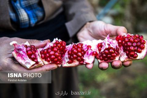 آنچه باغات انار درجه یك كردستان را به نابودی كشانده است