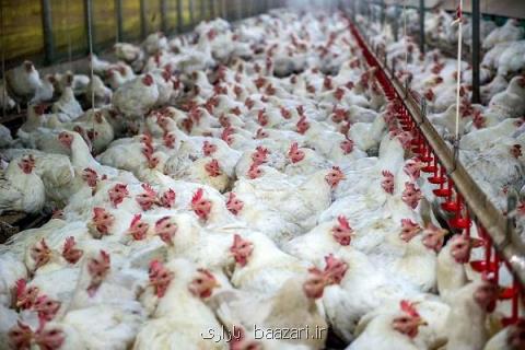 فعالیت ۱۵هزارمرغداری در نیمه ۹۷، تولید ۲ ۵میلیون تن مرغ زنده در ۹۶