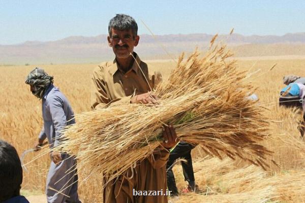 فساد گسترده در خرید تضمینی گندم، ورود شن و ضایعات به سیلوها