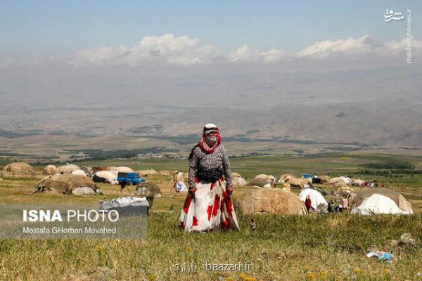 تلفات برخی از دام روستاییان و عشایر در سیل اخیر