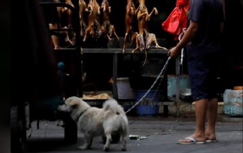گشایش نمایشگاه گوشت سگ در چین