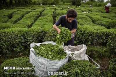 چای ایرانی به 12 كشور جهان صادر می شود