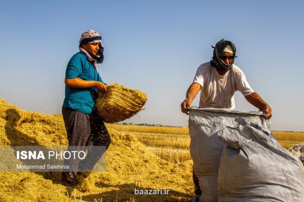 نرخ درخواستی گندم كاران برای سال آینده