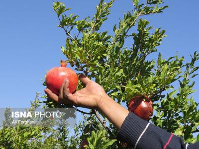 فروت ست را جدی بگیرید