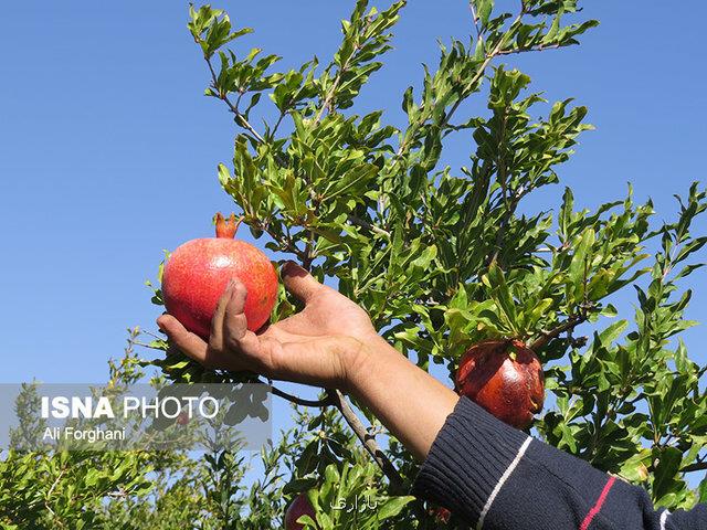 فروت ست را جدی بگیرید