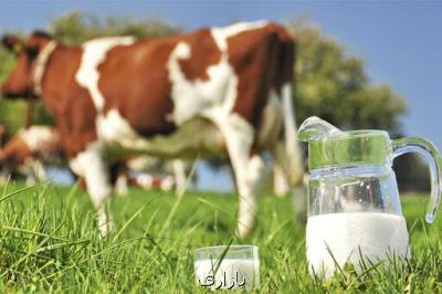 اوضاع شیر تو شیر بازار تولید شیر